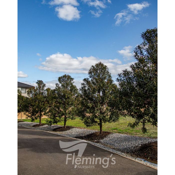 Matong Eucalyptus robusta 'Matong'