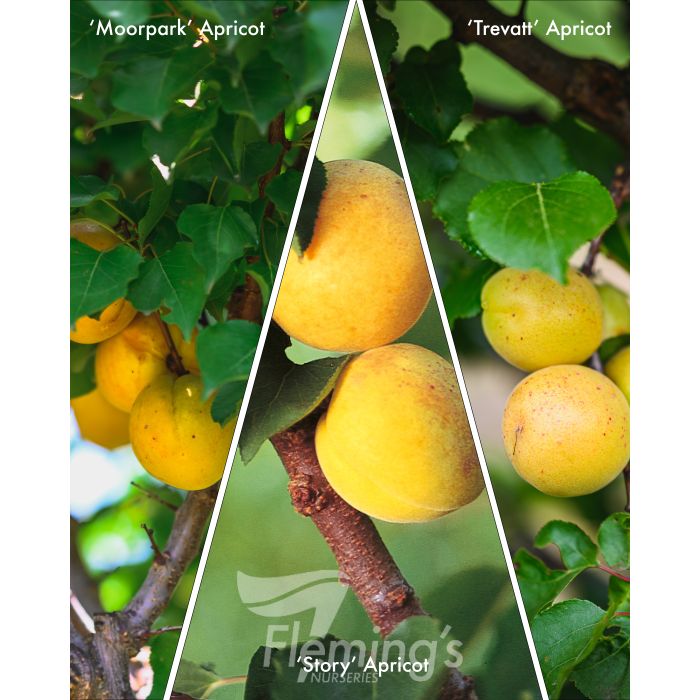 3 way Apricot 'Moorpark''Story''Trevatt'