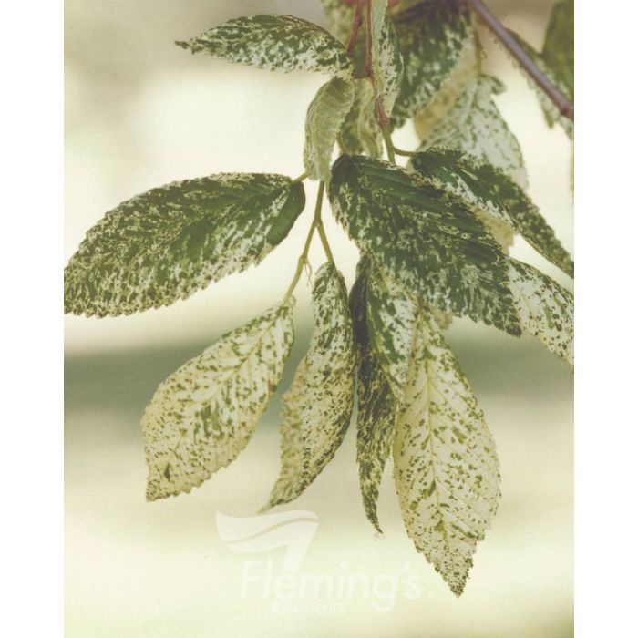 Ulmus minor 'Variegata' (Silver)