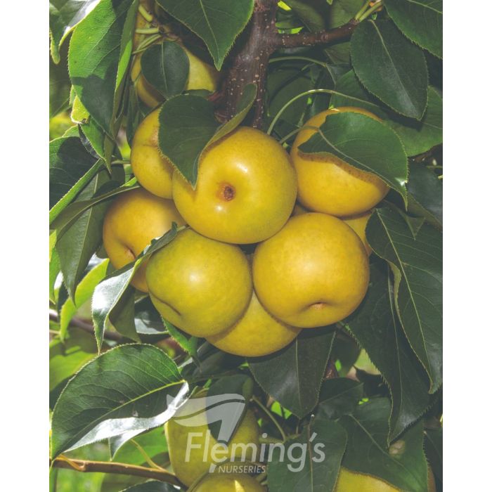 Nijisseiki' Asian Pear