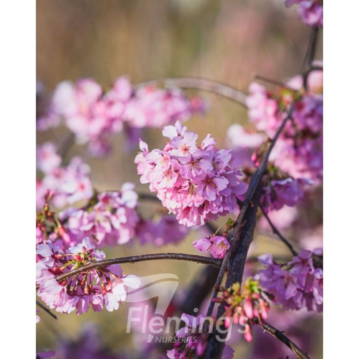 Prunus Yedoensis X Incisa
