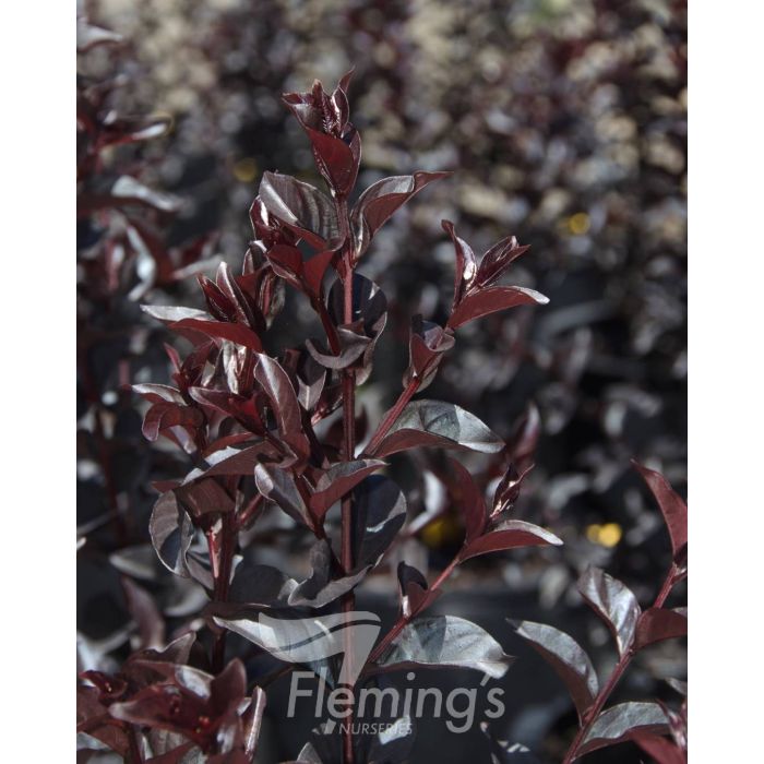 Lagerstroemia 'Midnight Magic'