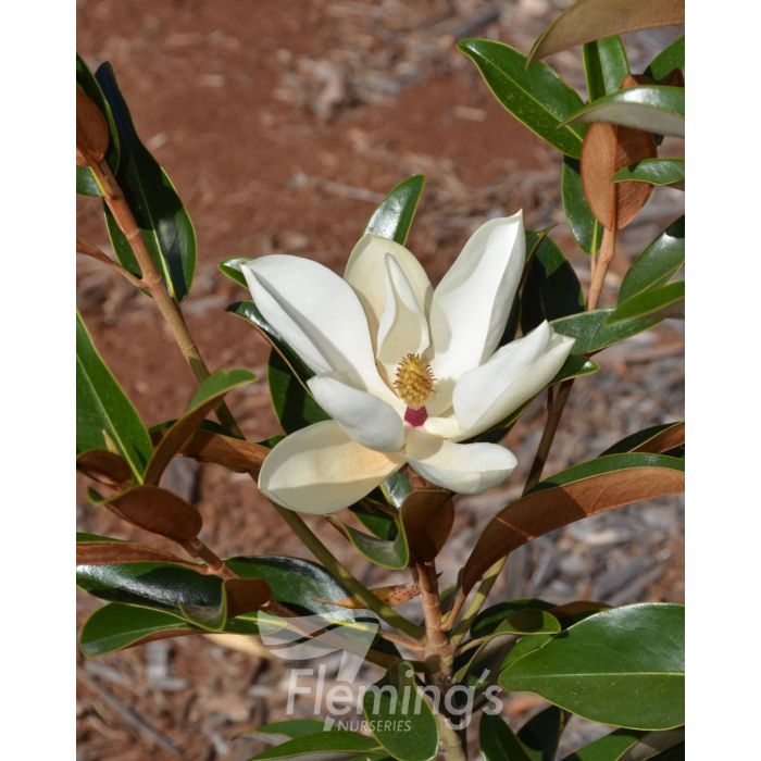 Magnolia grandiflora Alta