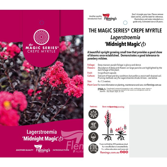 Lagerstroemia 'Midnight Magic'