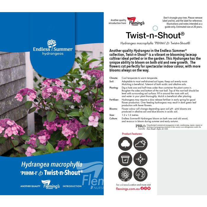 Hydrangea 'PIIHM-I' Twist-n-Shout® Endless Summer®