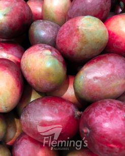 Testing Apple