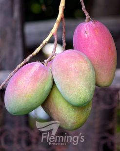 Testing Apple