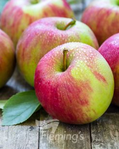 Testing Apple
