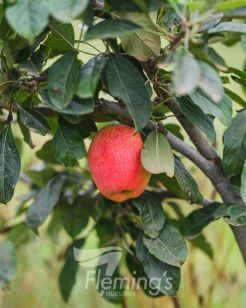Testing Apple