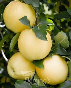 Testing Apple