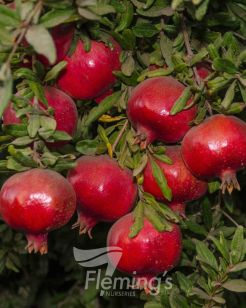 Testing Apple