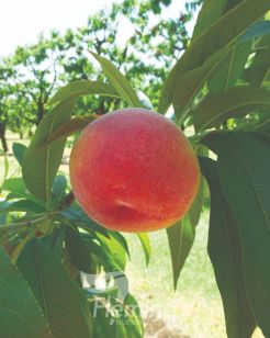 Testing Apple