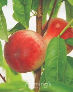 Testing Apple