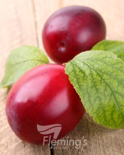 Testing Apple