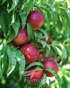 Testing Apple