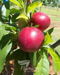 Testing Apple