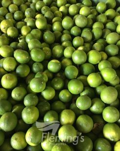 Testing Apple