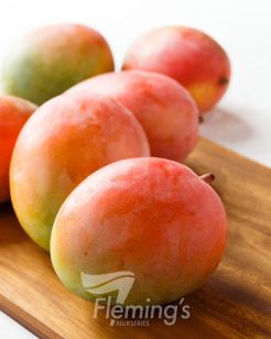 Testing Apple