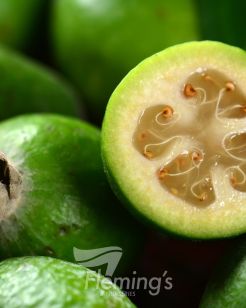 Testing Apple