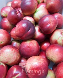 Testing Apple