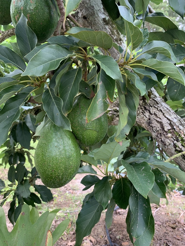 Wanting to plant an Avocado?