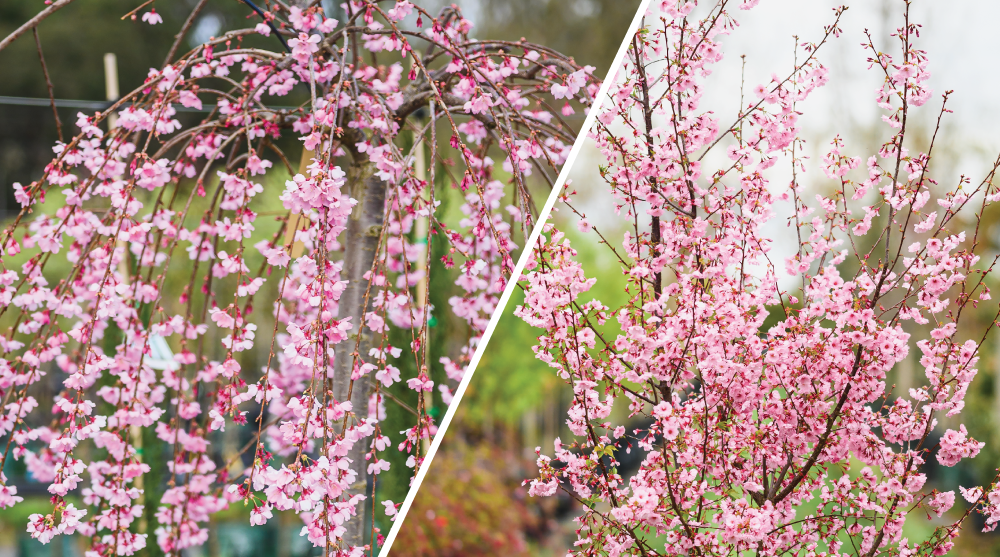 Fleming's release TWO new Ornamental Cherries to blush over...