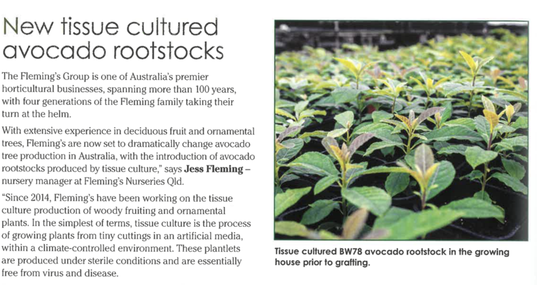 New tissue cultured avocado rootstocks - Tree Crop