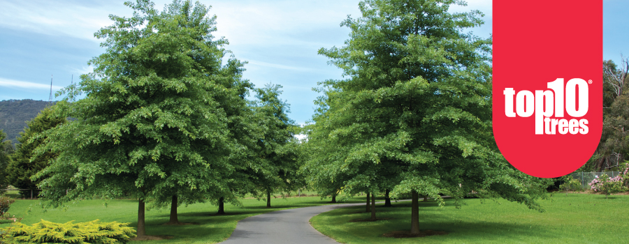 Avenue Trees
