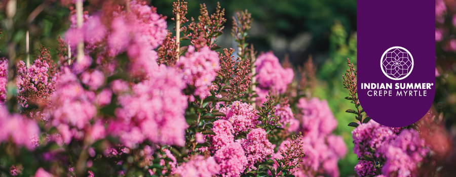 Indian Summer® Lagerstroemia